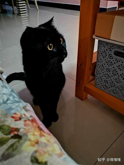 黑色的車 猫进屋